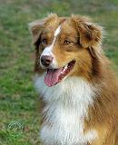 Australian Shepherd 9K4D-16